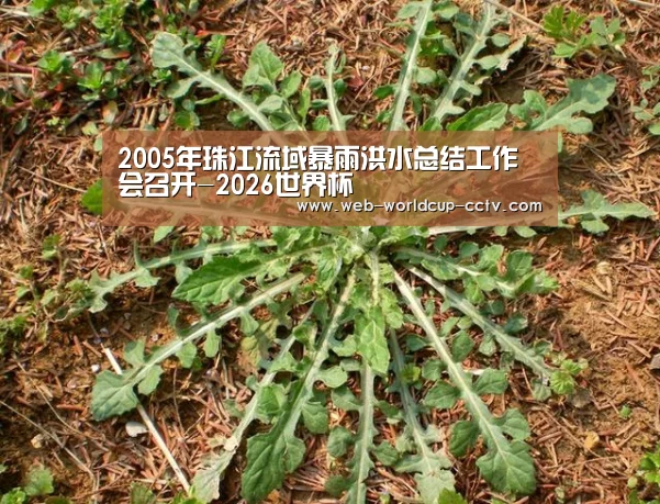 2026世界杯官网